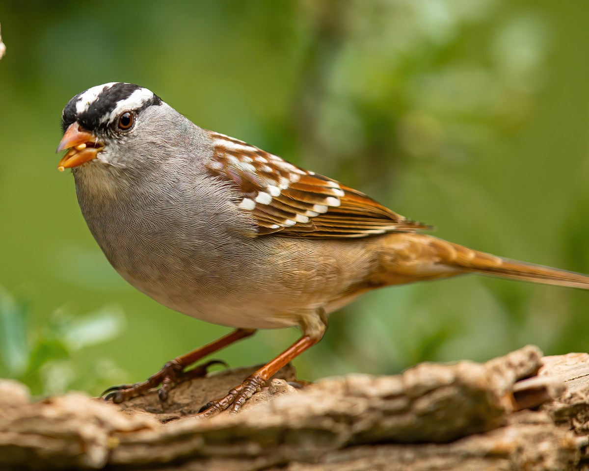 Sparrows, Titmice, Finches - Texas Photo Man